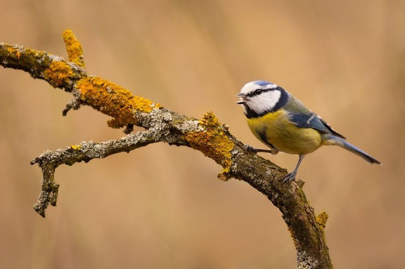 Titmousephoto preview