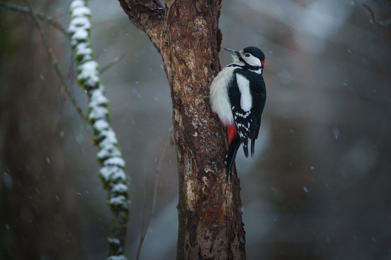 природа, лес, поля, огороды, животные, птицы, макро В меру упитанный мальчик ;)photo preview