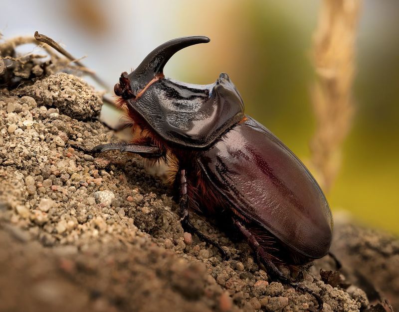 coleoptera, scarabaeidae, oryctes nasicornis, жук носорог, vabalas raganosis Носорог фото превью