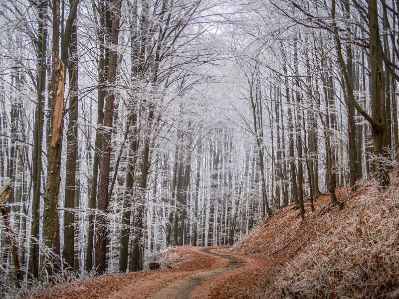 winter,frozen,trees,woodland,forest,landscape,snow Old road in the frozen forestphoto preview