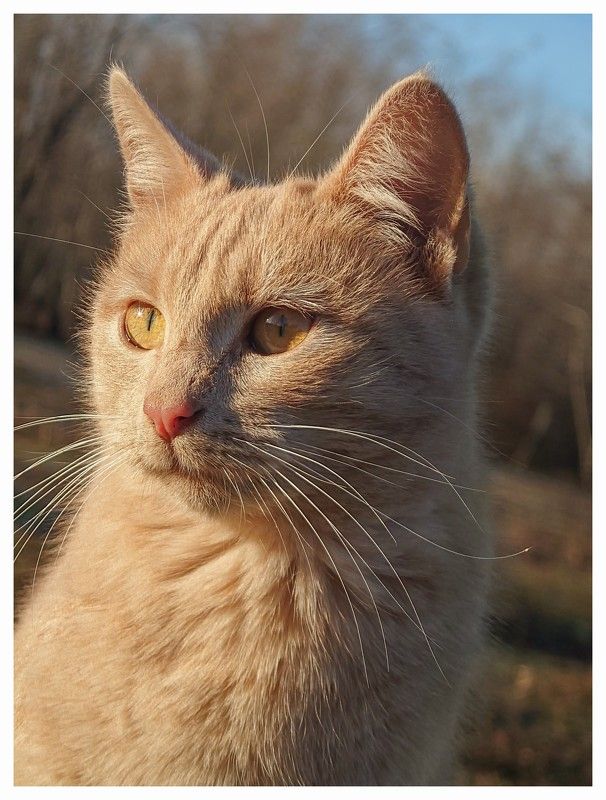 #mobilephotography, #animal, #cat, #sony, #xperia, #sonyxperia, #sonyxperia1iv, #xperia1iv, #xperi1iv, #pet Busa\'s Portraitsphoto preview