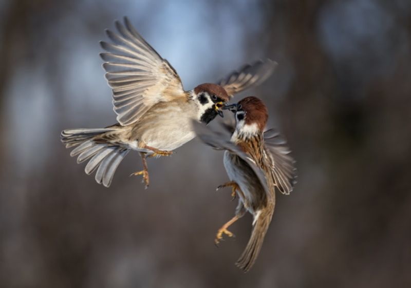 воробьи Семечка раздора фото превью