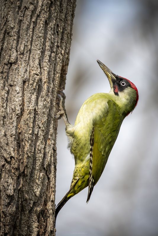 дятел, птица, животные, природа Зеленый дятелphoto preview