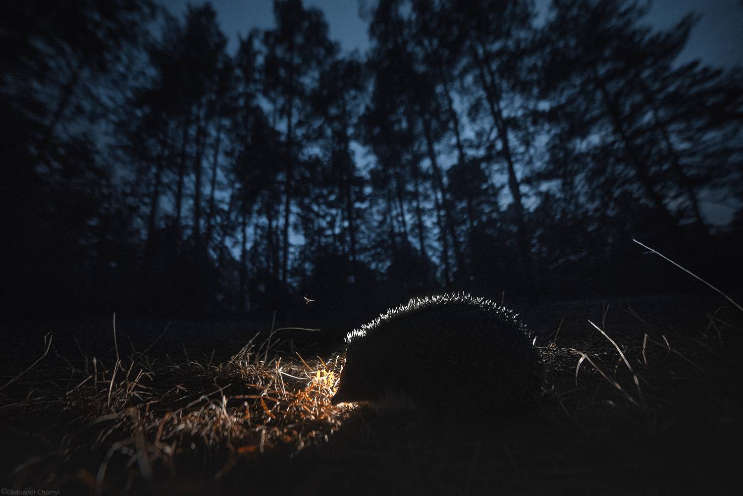 "Внутри колючек, тихо горит, сердца огонь...". Автор: Чорный Александр темный лес, атмосфера, тайна, загадка, контровой свет, волшебство, дикая природа, сказка, тишина, шорохи, ежик, ночь, фотограф чорный, саша чорный, коростышев, украина,, Чорный Александр