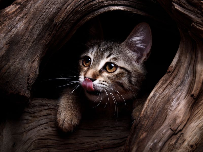 кот, животное Котенок Кузяphoto preview