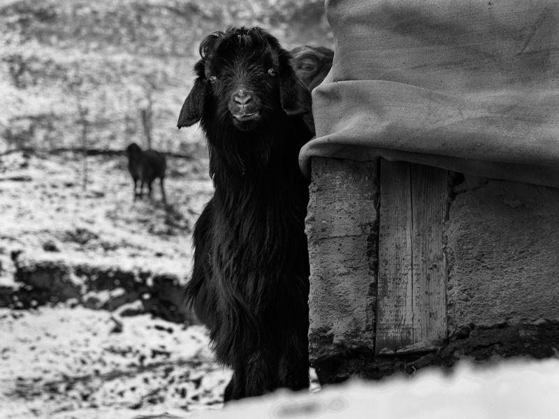 black and white photo preview