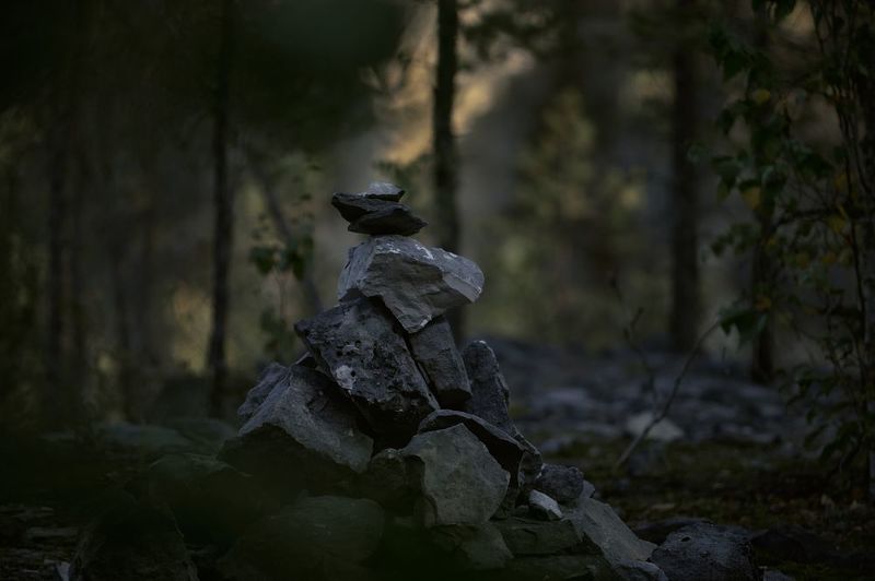 Мох фото превью