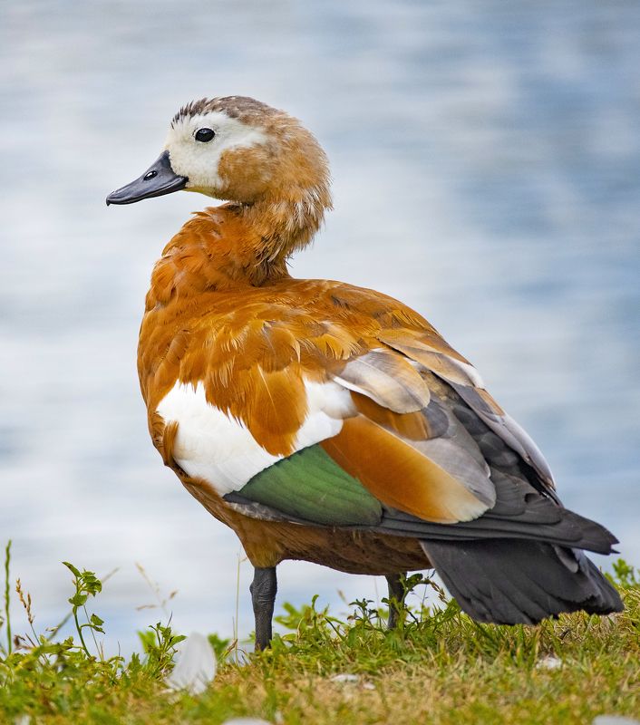 огарь Огарьphoto preview