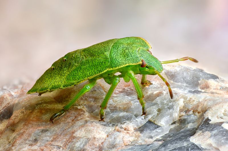 Клопphoto preview