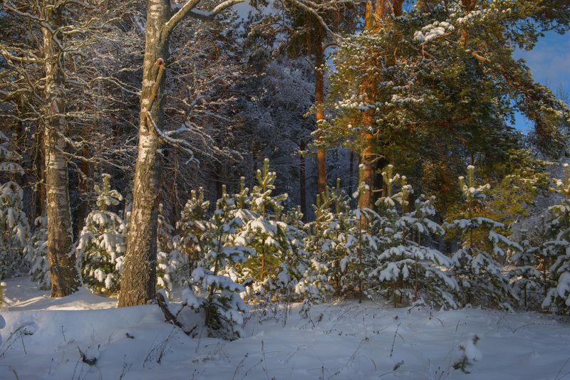 зима январь лес березы сосны молодняк серково Здесь меж зрелых сосен и берез сосновый молодняк подрос.photo preview