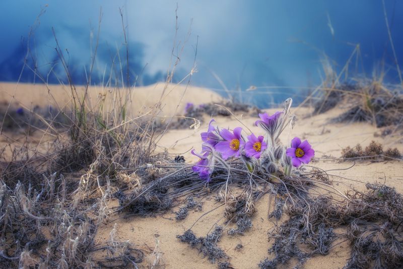 цветы на пескеphoto preview