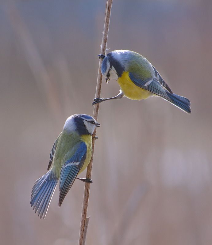 parus caeruleus, лазоревка, Синички лазоревки.photo preview