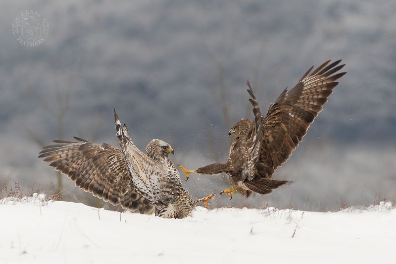 Канюк - Lens and Feathersphoto preview