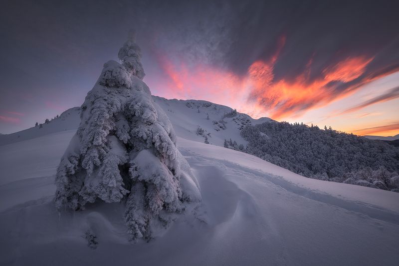 A cluttered pine tree from the Balkanphoto preview
