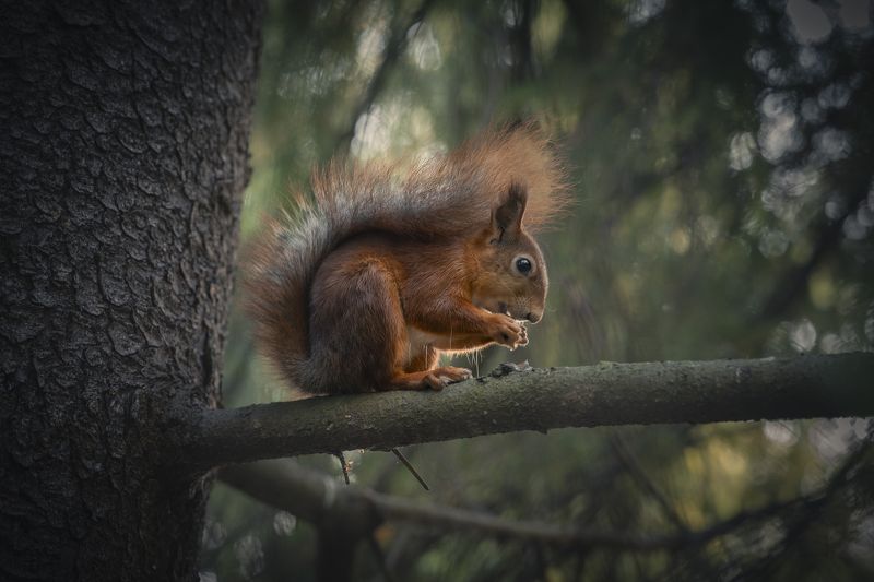 александровский парк, санкт-петербург photo preview