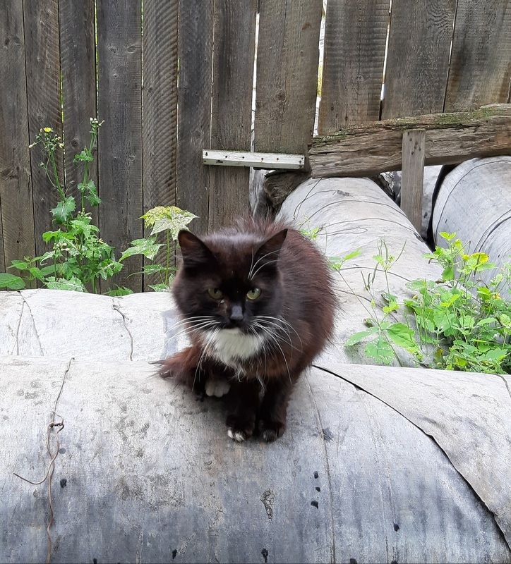 котёнок, Суздаль Котёнок в Суздале. Часть 2photo preview