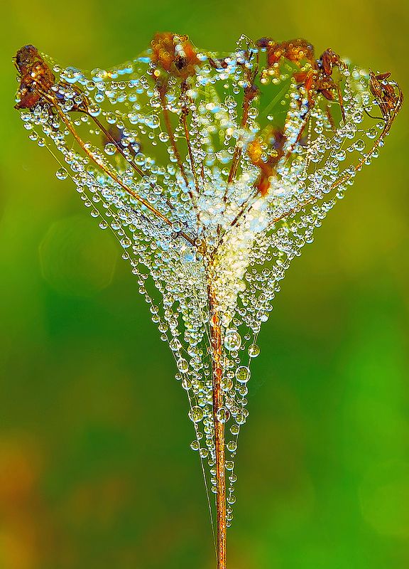 лето, утро, роса, паутина, травинки Утренние росыphoto preview