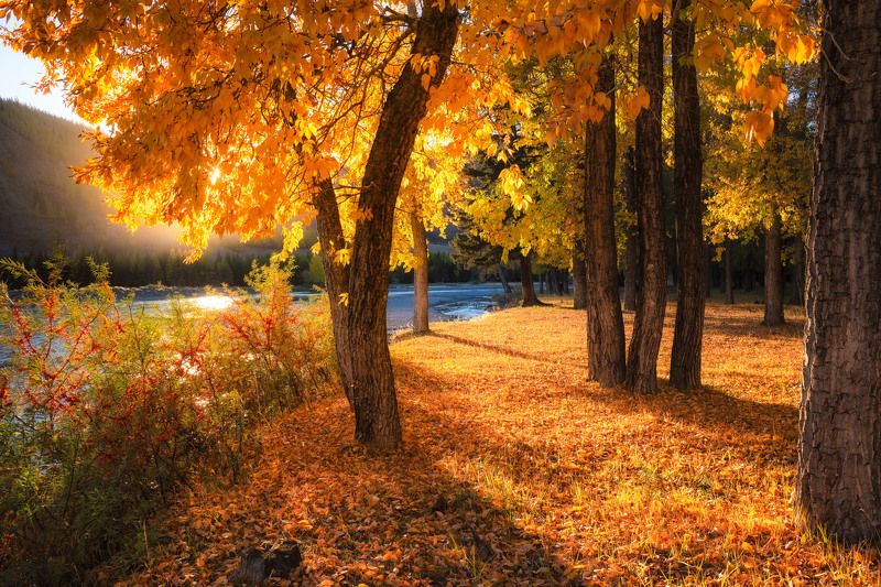 altay, lake, mirror, water, landscape, autumn, trees, outdoor ***photo preview