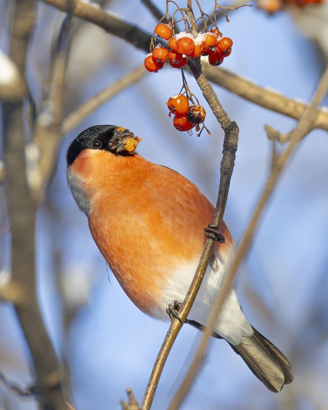 снегирь, рябина, птицы, зима Снегириphoto preview