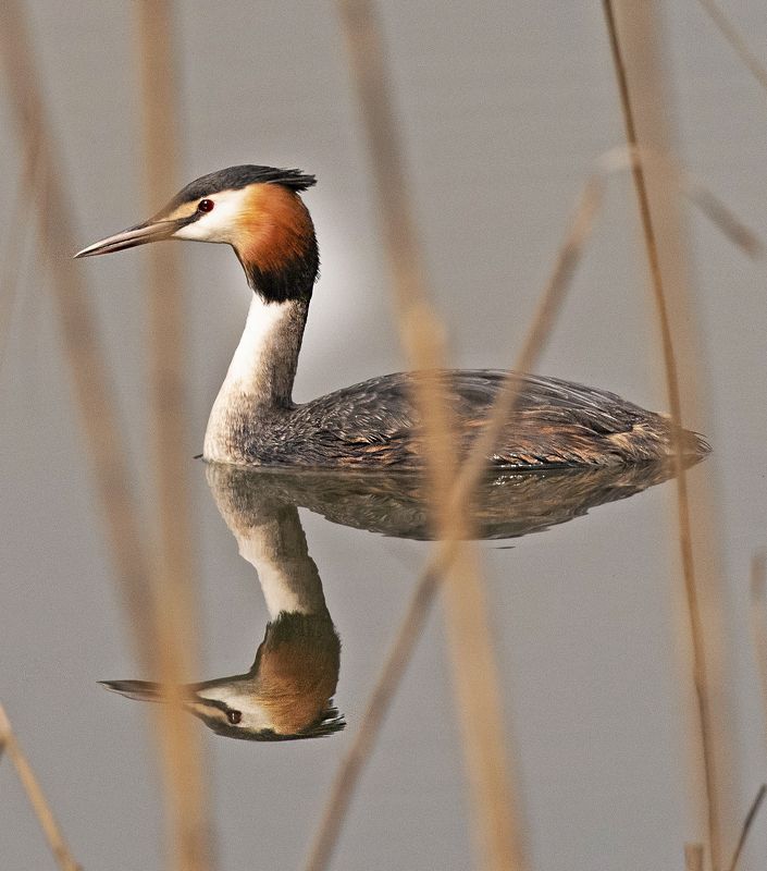 чомга Чомга и ее отражениеphoto preview