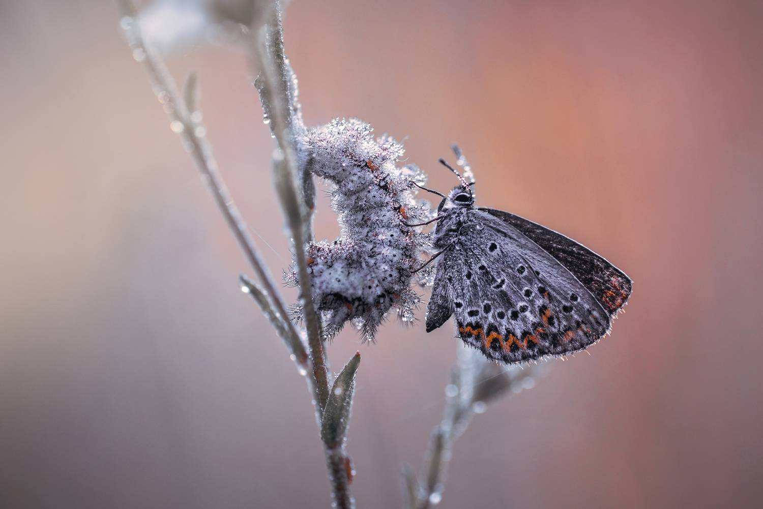 ***. Автор: Лапшина Владлена , Лапшина Владлена