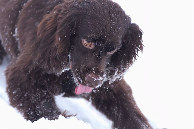 русский охотничий спаниель. Рэмphoto preview