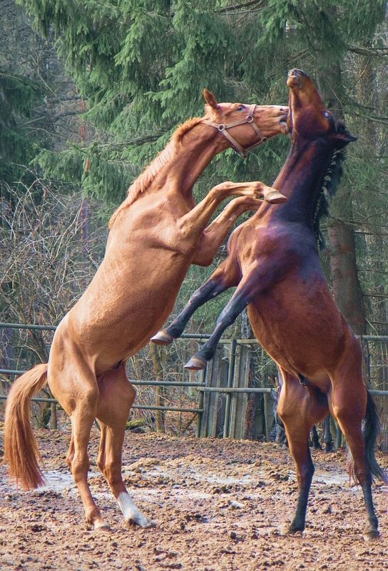 животные лошади танго BESAME MUCHOphoto preview