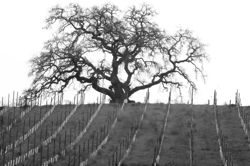 b/w perspective Sonoma Winter bwphoto preview