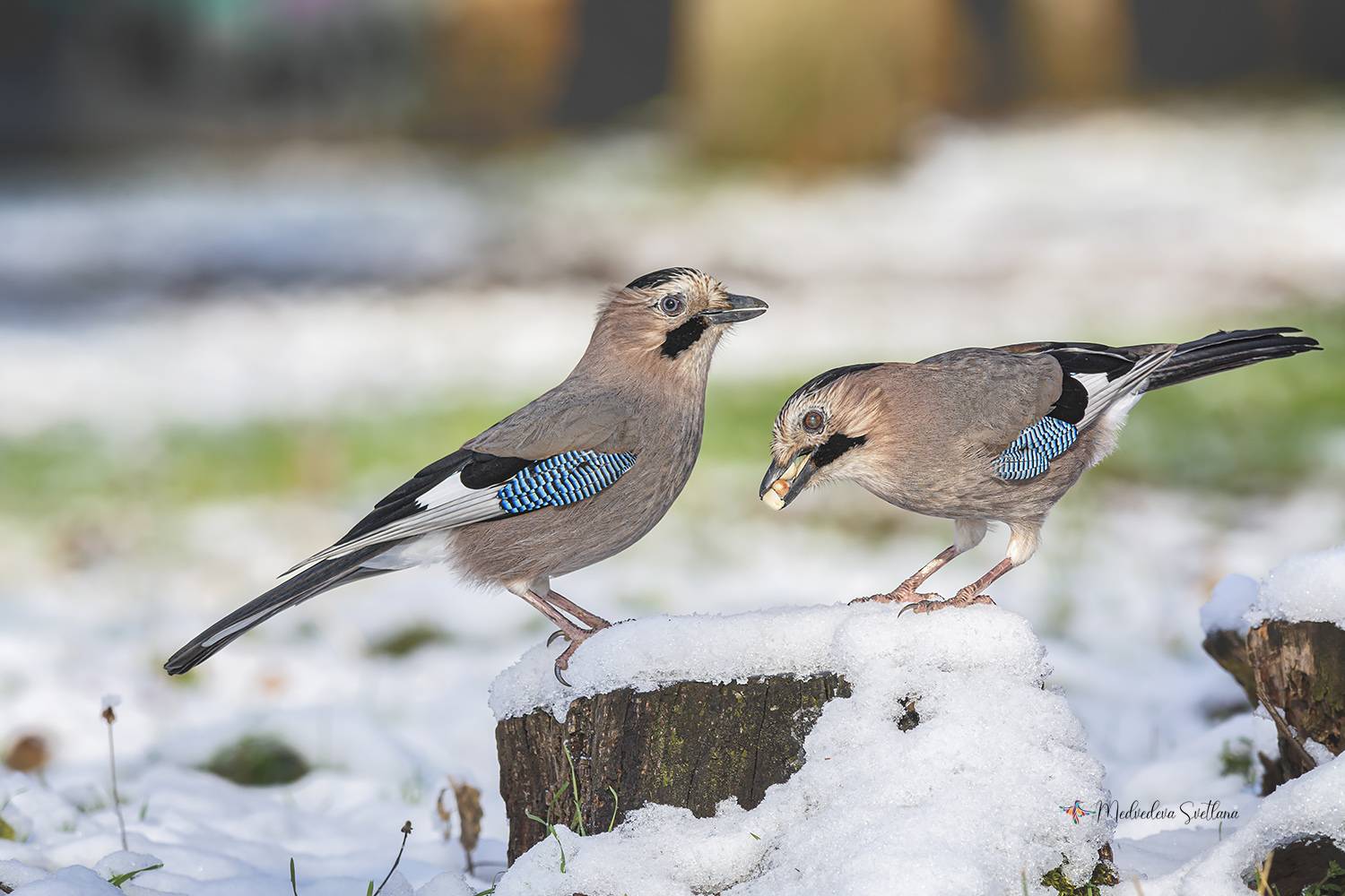 Жадина.. Автор: Медведева Светлана , Медведева Светлана