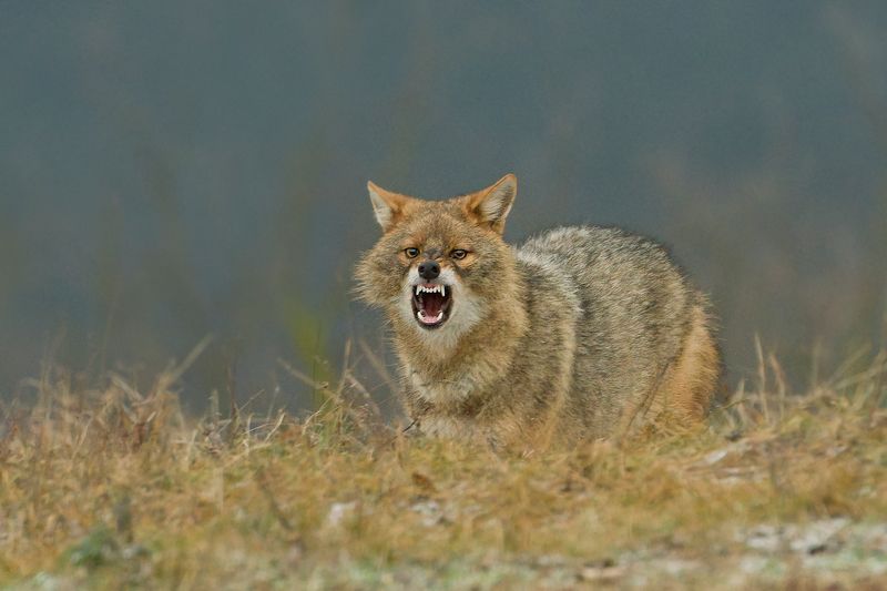 Златист чакалphoto preview