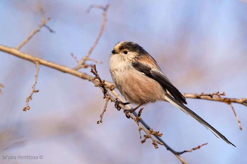 Длиннохвостая синицаphoto preview