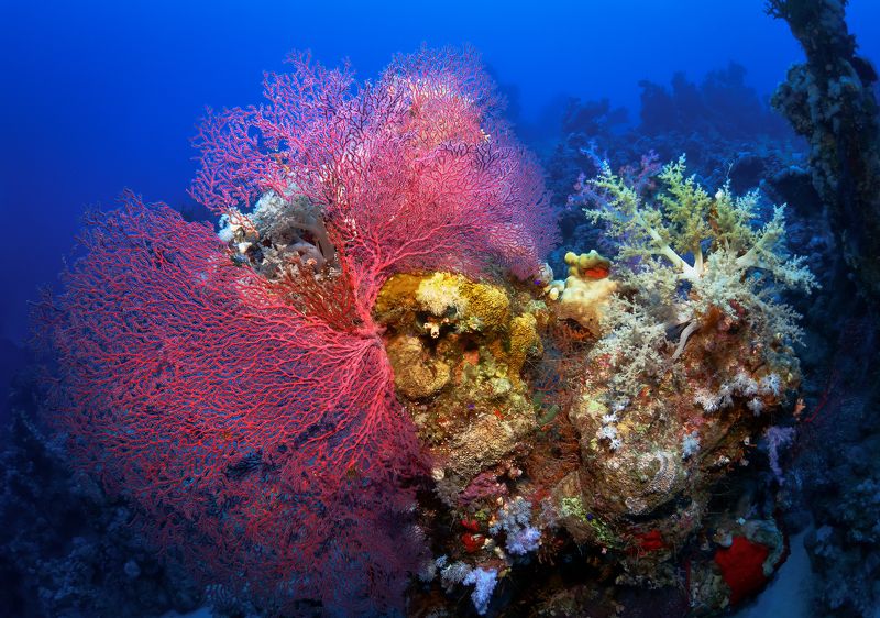 Коралловый риф. Красное море.photo preview