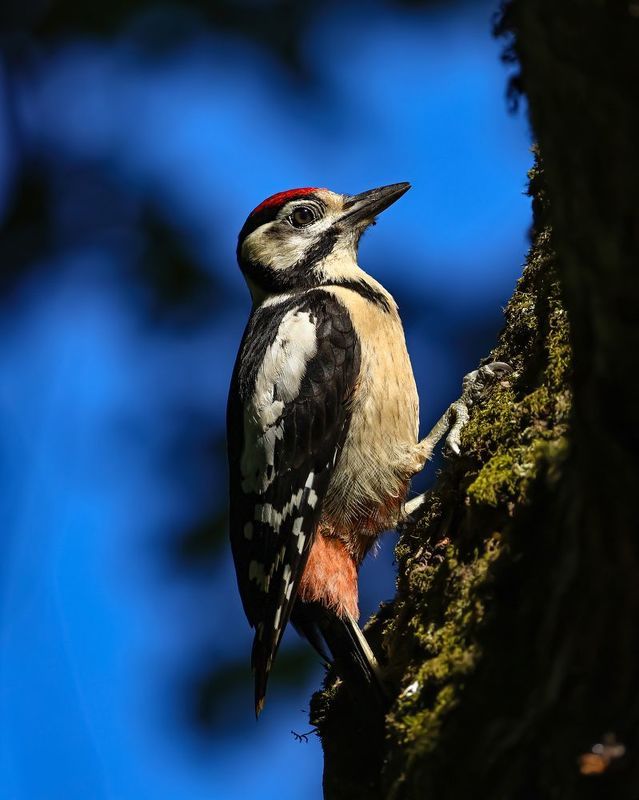 птицы, дятел, большой пестрый дятел Большой пестрый дятелphoto preview