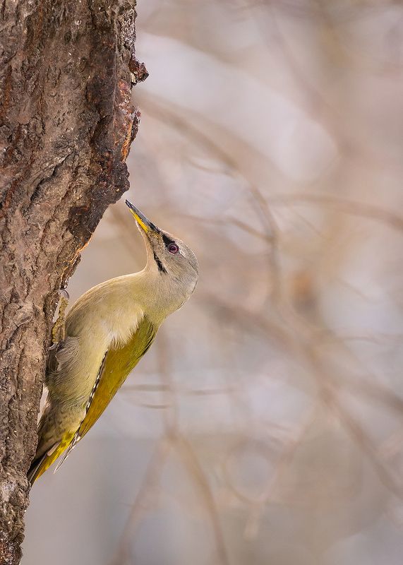 Woodpeckerphoto preview