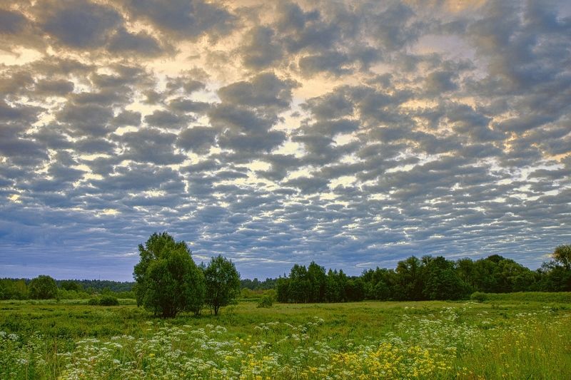 лето, утро, восход, облака, поле цветы полевые Огромное небоphoto preview