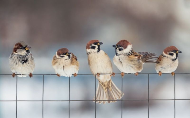 Деревенские истории фото превью