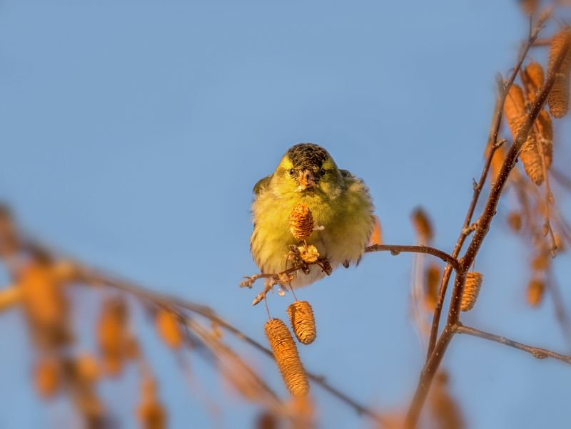 птица, чиж, зима, Чижики (зима) 4 ФОТОphoto preview