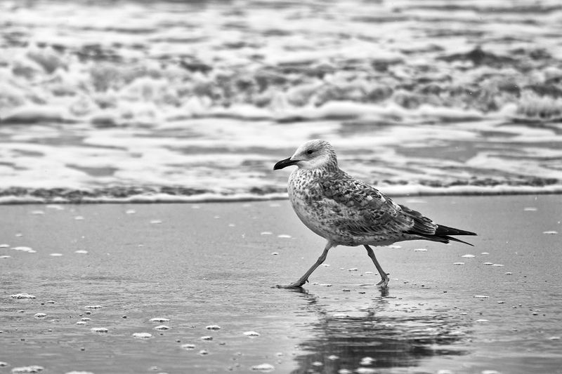 bird, птица, чайка, сизая чайка, море, балтийское море, зима, калининград Вдоль зимнего моря фото превью