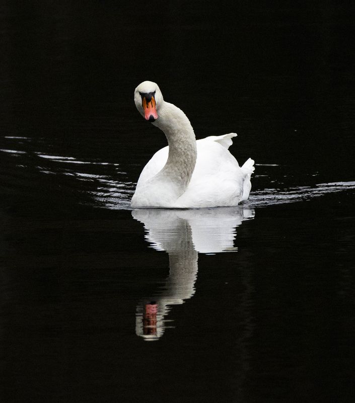 лебедь птица Лебедь-шипунphoto preview