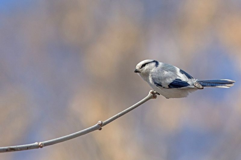 Белая лазоревка фото превью
