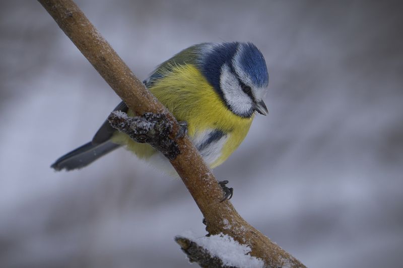 Blue Tit.photo preview