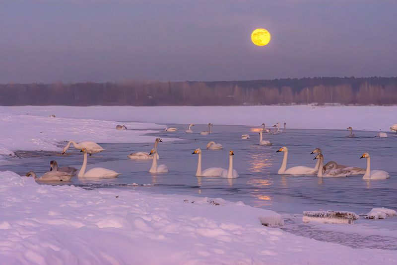 луна и лебеди на бии Луна и лебеди на Бииphoto preview