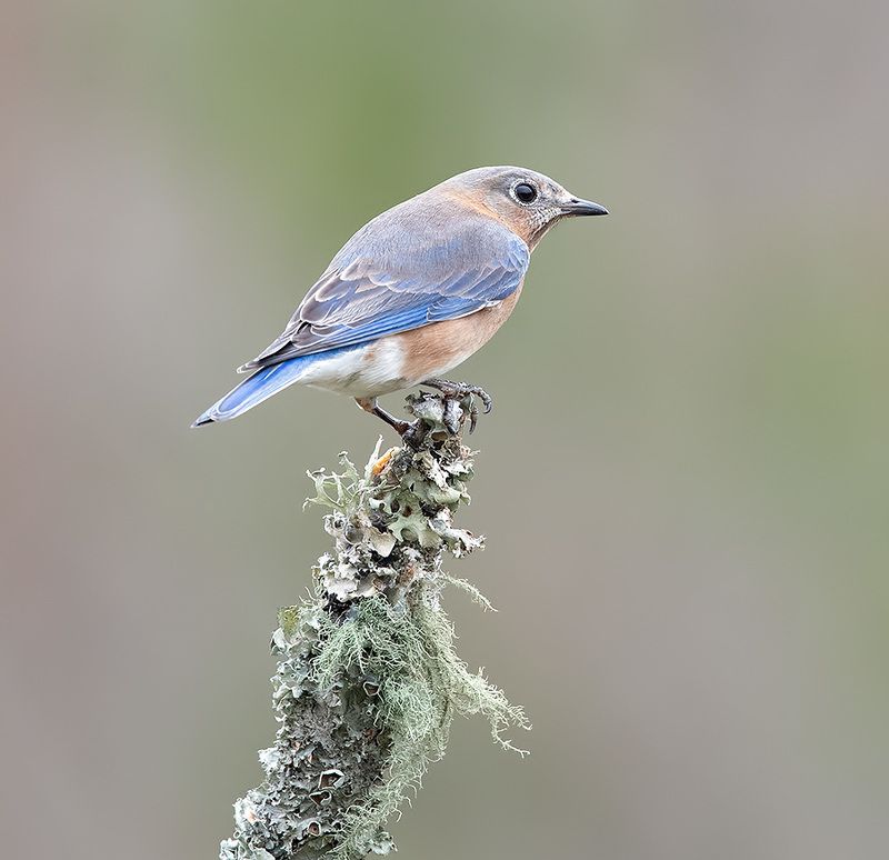 восточная сиалия, eastern bluebird, bluebird, winter bird, bird, winter Eastern Bluebird, female -Восточная сиалия. самкаphoto preview