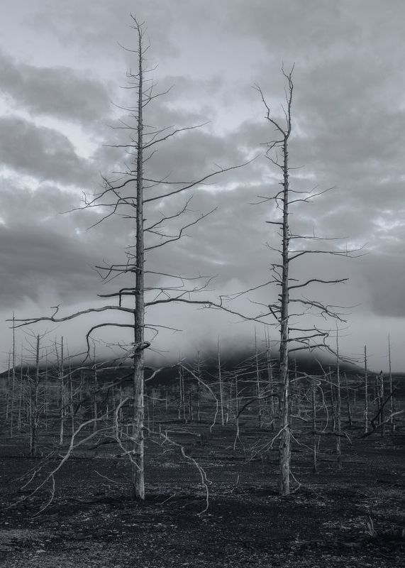 камчатка, мёртвый лес Последний танецphoto preview