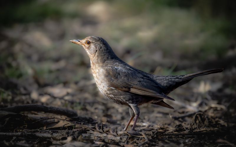 Самка черного дроздаphoto preview