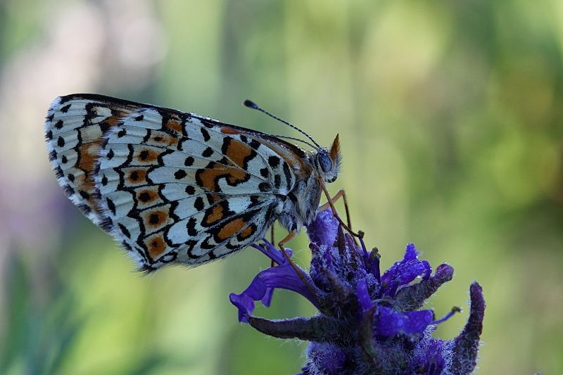*** фото превью