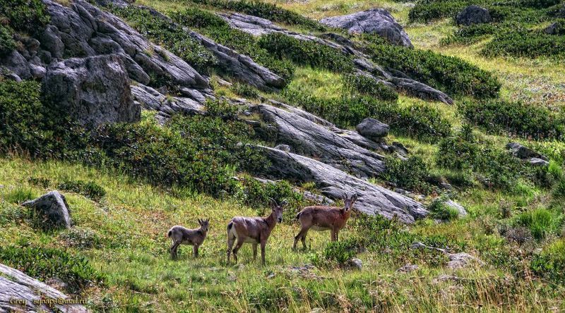 серны горы На заповедных лугахphoto preview