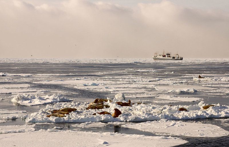 охотское море, зима, судно, батм, сивучи, лёд -улыбаемся!...но не машем.. фото превью