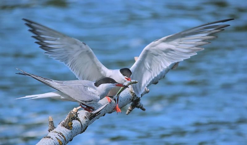 sterna hirundo, речная крачка, С угощением для любимой.photo preview