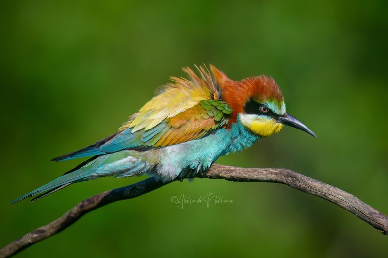 красочный, bee-eater, zorro Colorful setphoto preview